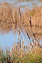 Seedheads of Greater bullrush / reedmace (Typha latifolia) just starting to release seeds in winter. Greylake RSPB reserve, Somerset Levels, UK, January