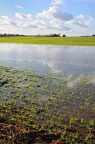 Flooded young winter wheat field after period of heavy rain. Wiltshire, UK, January 2011