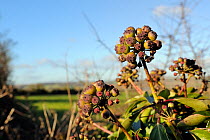 Ripening Ivy berries (Hedera helix) in farmland hedgerow. Wiltshire, UK, January