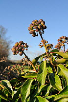 Ripening Ivy berries (Hedera helix) in farmland hedgerow. Wiltshire, UK, January