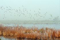 Lapwing flock (Vanellus vanellus) and a few Dunlin (Chalidris alpina) in flight over hoar frosted Bullrushes (Typha latifolia) and coming in to land on flooded, partly frozen marshland on a foggy wint...