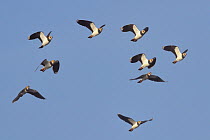 Lapwing flock (Vanellus vanellus), flying close overhead. Greylake RSPB reserve, Somerset Levels, UK, January