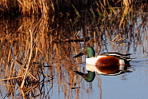 Northern shoveler drake (Anas clypeata) reflected in calm water as it swims among reeds and rushes in flooded marshland on a sunny winter afternoon. Greylake RSPB reserve, Somerset Levels, UK, January
