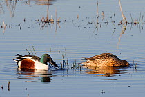 Northern shoveler pair (Anas clypeata) dabbling for food in flooded marshland on a sunny winter afternoon. Greylake RSPB reserve, Somerset Levels, UK, January