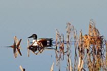 Northern shoveler pair (Anas clypeata) swim among submerged reeds and rushes in flooded marshland on a sunny winter afternoon. Greylake RSPB reserve, Somerset Levels, UK, January