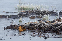 Common snipe (Gallinago gallinago) bathing in unfrozen part of marsh with hoar frosted vegetation and frozen water in the background. Greylake RSPB reserve, Somerset Levels, UK, January