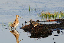 Common snipe (Gallinago gallinago) standing upright to challenge Common starling (Sturnus vulgaris) as they forage on the same unfrozen patch of flooded marshland on a sunny winter day. Greylake RSPB...