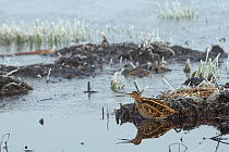 Common snipe (Gallinago gallinago) stretching its flexible beak wide open as it stands in marsh with hoar-frosted vegetation and frozen water in the background. Greylake, Somerset Levels, UK, January