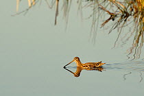 Common snipe (Gallinago gallinago) swimming in flooded marshland in afternoon sunshine on a winter day. Greylake, Somerset Levels, UK, January