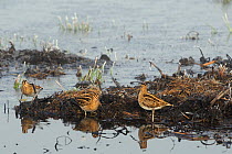 Three Common snipe (Gallinago gallinago) foraging in unfrozen part of marsh with hoar frosted vegetation and frozen water in the background. Greylake RSPB reserve, Somerset Levels, UK, January