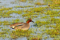 Common teal drake (Anas crecca) foraging on grass at margins of flooded marshland on a sunny winter afternoon. Greylake RSPB reserve, Somerset Levels, UK, January