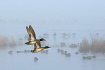 Two Common teal drakes (Anas crecca) in flight past Wigeon (Anas penelope) group swimming and standing on flooded Somerset Levels on a foggy winter morning. Greylake RSPB reserve, Somerset, UK, Januar...