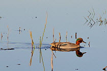 Common teal drake (Anas crecca) swimming in flooded marshland past some Juncus rushes on a sunny winter afternoon, reflected in calm water. Greylake RSPB reserve, Somerset Levels, UK, January