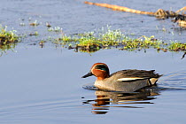 Common teal drake (Anas crecca) swimming in unfrozen part of flooded marshland on a cold winter day with ice and hoar-frosted vegetation in the background. Greylake RSPB reserve, Somerset Levels, UK,...