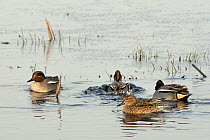Common teal drake (Anas crecca) bathing in flooded marshland, flanked by two drakes and a duck. Greylake RSPB reserve, Somerset Levels, UK, January