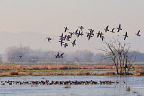 Flock of Wigeon (Anas penelope) and a few Black-headed gulls (Larus ridibundus) flying over flooded marshland and a dense raft of Wigeon on a sunny winter afternoon. Greylake RSPB reserve, Somerset Le...