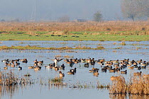 Mixed flock of Wigeon (Anas penelope) and Common teal (Anas crecca) swimming on flooded marshland on a sunny winter day, with one drake Wigeon flapping its wings. Greylake RSPB reserve, Somerset Level...
