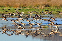 Dense flock of Wigeon (Anas penelope) and a few Common Teal (Anas crecca) coming in to land on flooded marshland, reflected in calm water on a sunny winter afternoon. Greylake RSPB reserve, Somerset L...