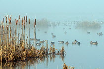 Wigeon (Anas penelope) and Teal (Anas crecca) swimming and standing near frosted Bullrushes (Typha latifolia) in flooded marshland on a foggy winter morning. Greylake RSPB reserve, Somerset Levels, UK...