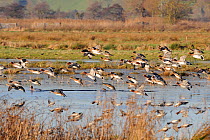Dense flock of Wigeon (Anas penelope) and a few Common Teal (Anas crecca) coming in to land on flooded marshland, reflected in calm water on a sunny winter afternoon. Greylake RSPB reserve, Somerset L...