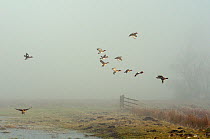Small flock of Wigeon (Anas penelope) coming in to land on flooded marshland on a foggy winter morning. Greylake RSPB reserve, Somerset Levels, UK, January