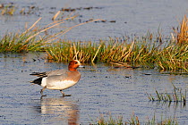 Wigeon drake (Anas penelope) walking and sliding its feet like a skater on thin ice at margins of frozen, flooded marshland, on a cold sunny winter day. Greylake RSPB reserve, Somerset Levels, UK, Jan...