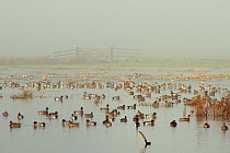 Large flock of Wigeon (Anas penelope) swimming and standing on flooded marshland on a foggy winter day with a small flock of Lapwings (Vanellus vanellus) in the background. Greylake RSPB reserve, Some...
