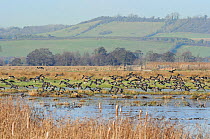 Dense flock of Wigeon (Anas penelope) flying over flooded marshland on a sunny winter day. Greylake RSPB reserve, Somerset Levels, UK, January