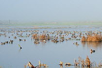 Large flock of Wigeon (Anas penelope) swimming and standing on flooded marshland on a foggy winter day. Greylake RSPB reserve, Somerset Levels, UK, January