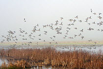 Dense flock of Wigeon (Anas penelope) flying over Bullrushes (Typha latifolia) in flooded marshland on a foggy winter day with some Lapwings (Vanellus vanellus) in flight and standing in the backgroun...