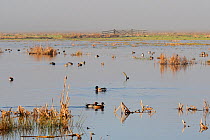 Wigeon (Anas penelope), Mallard (Anas platyrhynchos) and Common teal (Anas crecca) swimming on flooded marshland as the sun breaks through on a cold, foggy winter day. Greylake RSPB reserve, Somerset...