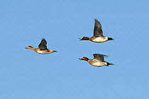 Two Wigeon drakes (Anas penelope) pursuing a duck in a courtship chase over flooded marshland on a sunny winter afternoon. Greylake RSPB reserve, Somerset Levels, UK, January