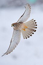 Common Kestrel (Falco tinnunculus) female in flight over snow. Germany, January.
