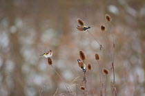 European Goldfinch (Carduelis carduelis) feeding on thistle seeds. Germany, January.