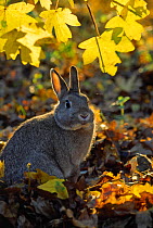 RF- European Rabbit (Oryctolagus cuniculus) in woodland. The Netherlands. May. (This image may be licensed either as rights managed or royalty free.)