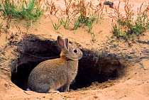 European Rabbit (Oryctolagus cuniculus) at sandy entrance hole to burrow. The Netherlands, May.