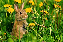 RF- European Rabbit (Oryctolagus cuniculus) in grass with dandelions. The Netherlands. May.