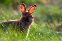 European Rabbit (Oryctolagus cuniculus) in grassl, showing veining through ears. The Netherlands, May.