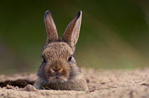 RF- European Rabbit (Oryctolagus cuniculus) emerging from burrow in warren. The Netherlands. May. (This image may be licensed either as rights managed or royalty free.)
