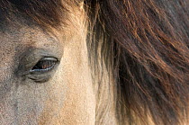 Konik Wild Horse (Equus ferus caballus) close-up showing eye and mane. The Netherlands, July.