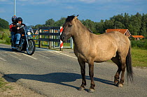 Konik Wild Horse (Equus ferus caballus) stands on a road as a motorbike crosses a cattle grid. The Netherlands, July.