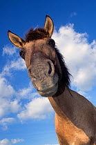 Konik Wild Horse (Equus ferus caballus) low angle shot portrait, head and shoulders, The Netherlands, July.