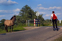 Konik Wild Horse (Equus ferus caballus) by a road as a person on rollerblades approached a cattle grid. The Netherlands, July.