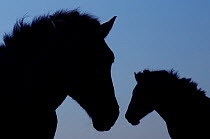 RF- Silhouettes of two Konik wild horses (Equus ferus caballus). The Netherlands. July. (This image may be licensed either as rights managed or royalty free.)