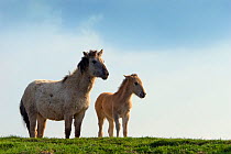 Konik Wild Horse (Equus ferus caballus) mother and foal standing on grassy hummock. The Netherlands, July.