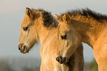 Two young Konik Wild Horse (Equus ferus caballus). The Netherlands, July.