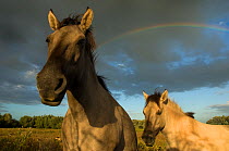 Two Konik Wild Horses (Equus ferus caballus) stand in front of a rainbow in grassland habitat. The Netherlands, July.