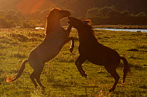 Two Konik Wild Horses (Equus ferus caballus) males fighting on grassland. The Netherlands, July.