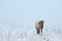 Konik Wild Horse (Equus ferus caballus) walking through frosty grass. The Netherlands, November.