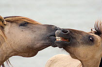 Two Konik Wild Horse (Equus ferus caballus) interacting. The Netherlands, November.